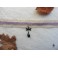 Victorian Velvet Lace Choker Purple Ghost Message, Dragonfly, Mourning, Nature, Insect, Forest, wedding, Mori girl, Pastel